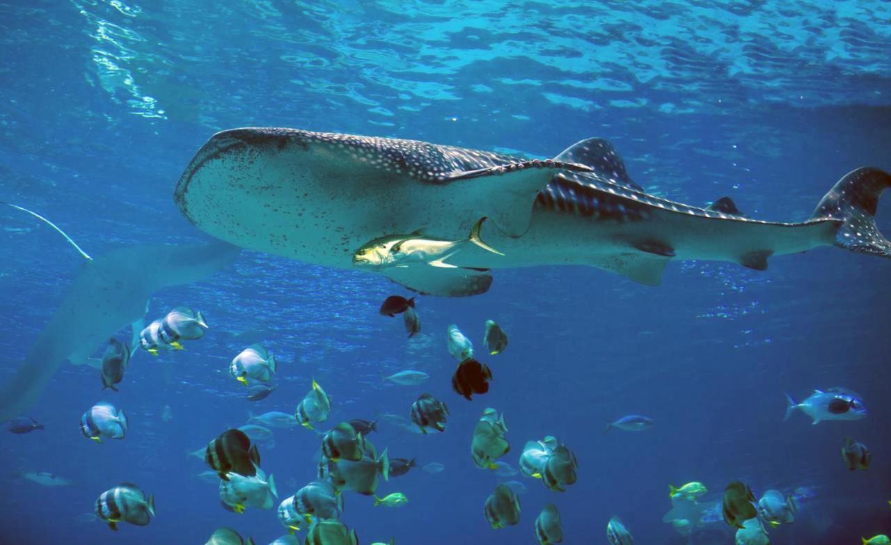 Dharavandhoo Stay Kültér fotó