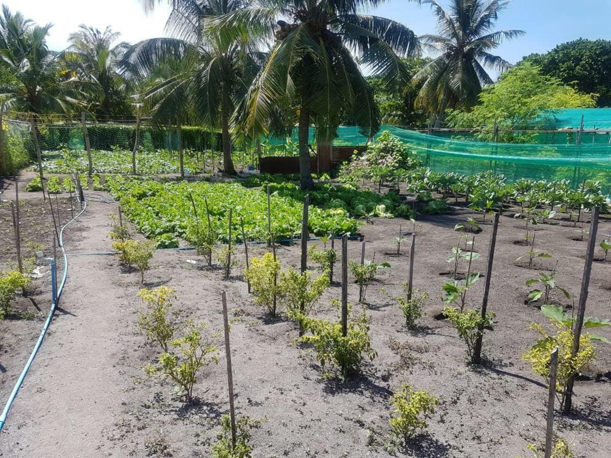 Dharavandhoo Stay Kültér fotó